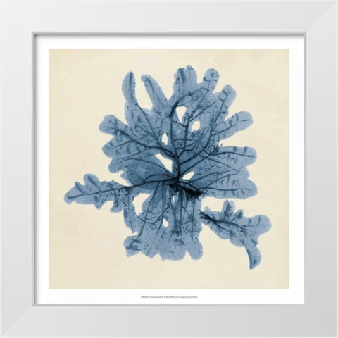 Coastal Seaweed IV White Modern Wood Framed Art Print by Vision Studio