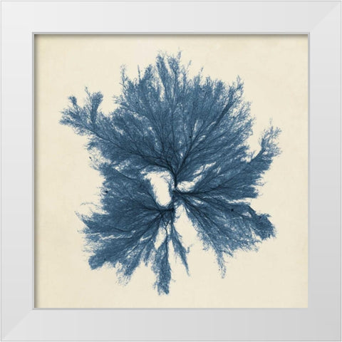 Coastal Seaweed V White Modern Wood Framed Art Print by Vision Studio