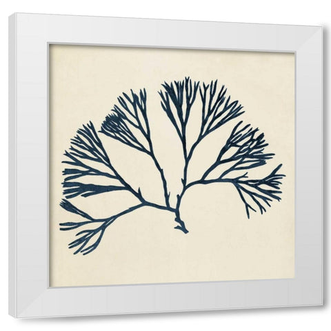 Coastal Seaweed VI White Modern Wood Framed Art Print by Vision Studio