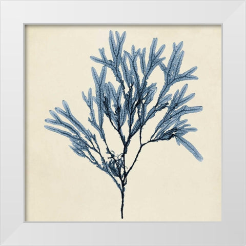 Coastal Seaweed VIII White Modern Wood Framed Art Print by Vision Studio