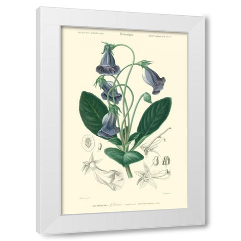 Embellished Floral Botanique I White Modern Wood Framed Art Print by DOrbigny, N.Charles