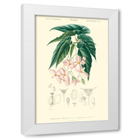 Embellished Floral Botanique III White Modern Wood Framed Art Print by DOrbigny, N.Charles