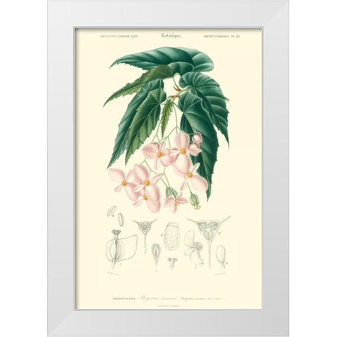 Embellished Floral Botanique III White Modern Wood Framed Art Print by DOrbigny, N.Charles
