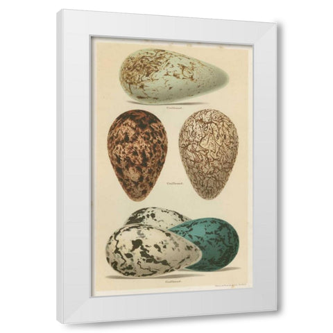 Antique Bird Egg Study I White Modern Wood Framed Art Print by Seehohm, Henry