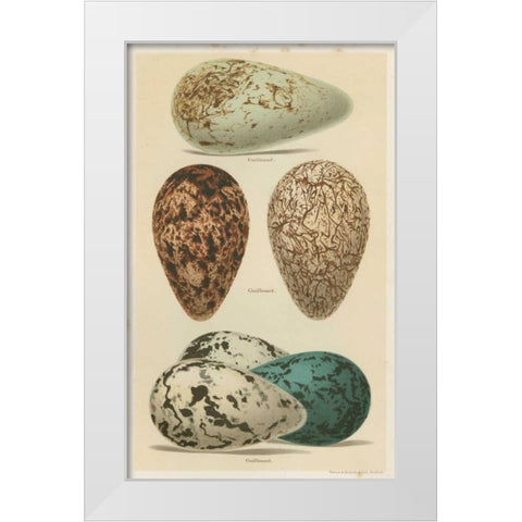 Antique Bird Egg Study I White Modern Wood Framed Art Print by Seehohm, Henry