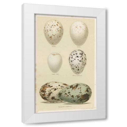 Antique Bird Egg Study II White Modern Wood Framed Art Print by Seehohm, Henry