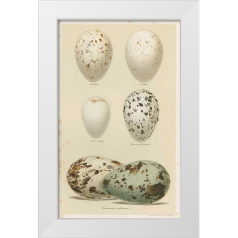 Antique Bird Egg Study II White Modern Wood Framed Art Print by Seehohm, Henry