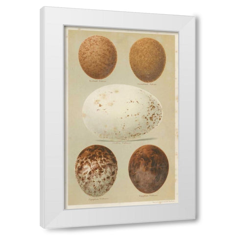 Antique Bird Egg Study III White Modern Wood Framed Art Print by Seehohm, Henry
