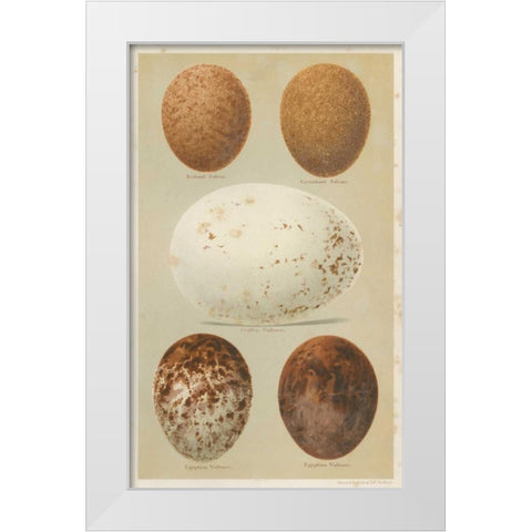 Antique Bird Egg Study III White Modern Wood Framed Art Print by Seehohm, Henry