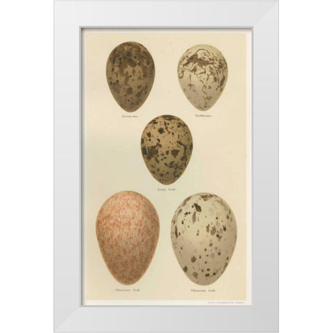 Antique Bird Egg Study IV White Modern Wood Framed Art Print by Seehohm, Henry