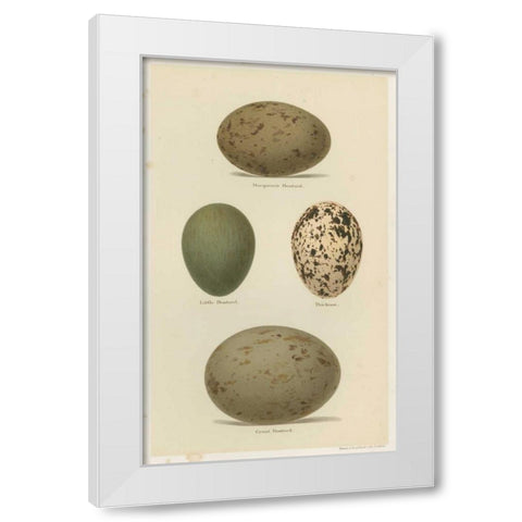 Antique Bird Egg Study V White Modern Wood Framed Art Print by Seehohm, Henry