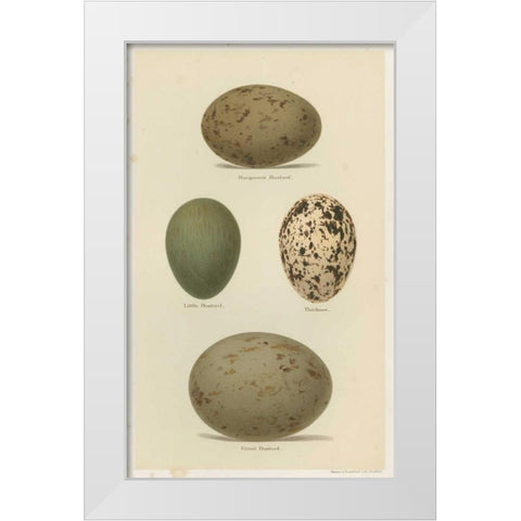 Antique Bird Egg Study V White Modern Wood Framed Art Print by Seehohm, Henry