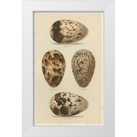 Antique Bird Egg Study VI White Modern Wood Framed Art Print by Seehohm, Henry