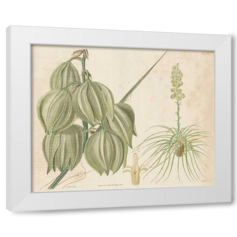 Tropical Curtis Botanical I White Modern Wood Framed Art Print by Curtis