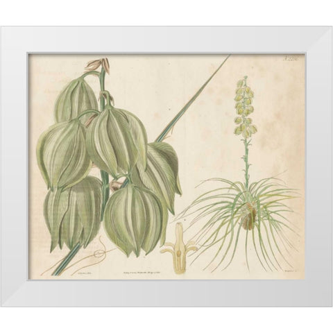 Tropical Curtis Botanical I White Modern Wood Framed Art Print by Curtis
