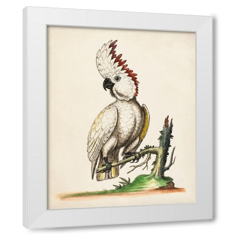 Edwards Cockatoo White Modern Wood Framed Art Print by George Edwards