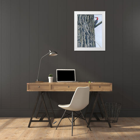 Red Bellied Woodpecker II White Modern Wood Framed Art Print by Szatkowski, Fred