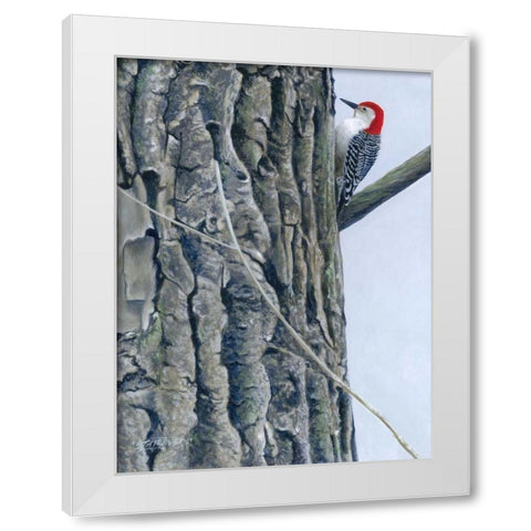 Red Bellied Woodpecker II White Modern Wood Framed Art Print by Szatkowski, Fred