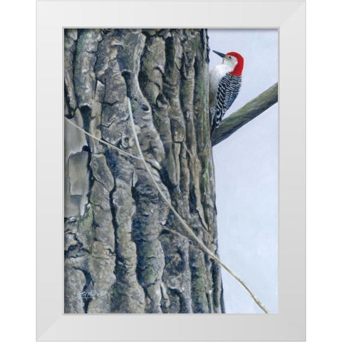Red Bellied Woodpecker II White Modern Wood Framed Art Print by Szatkowski, Fred