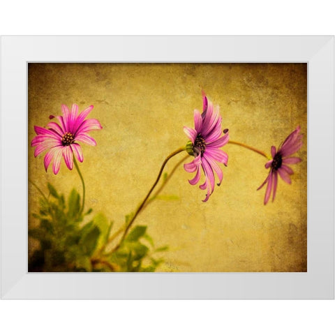 Fuchsia Daisy I White Modern Wood Framed Art Print by Malek, Honey