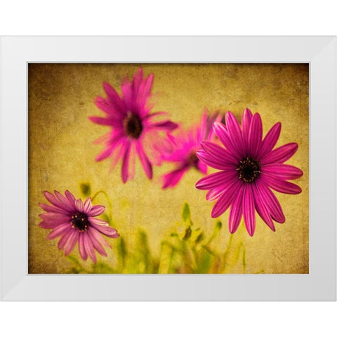 Fuchsia Daisy II White Modern Wood Framed Art Print by Malek, Honey