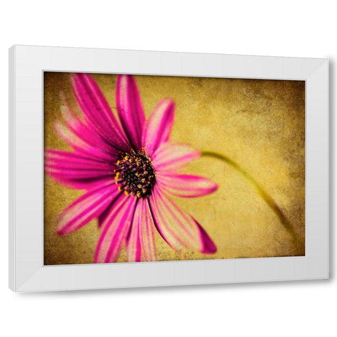 Fuchsia Daisy III White Modern Wood Framed Art Print by Malek, Honey