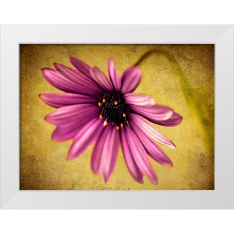 Fuchsia Daisy IV White Modern Wood Framed Art Print by Malek, Honey