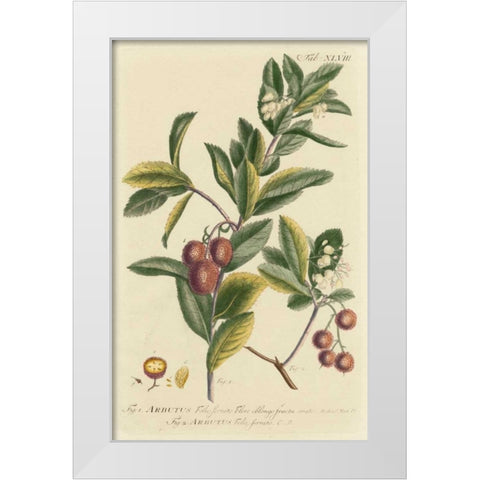 Miller Foliage and Fruit I White Modern Wood Framed Art Print by Miller, Dianne