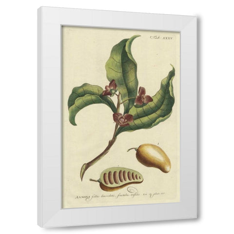 Miller Foliage and Fruit II White Modern Wood Framed Art Print by Miller, Dianne