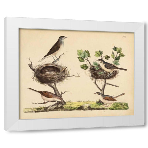 Wrens, Warblers and Nests I White Modern Wood Framed Art Print by Strack, Friedrich