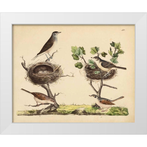 Wrens, Warblers and Nests I White Modern Wood Framed Art Print by Strack, Friedrich