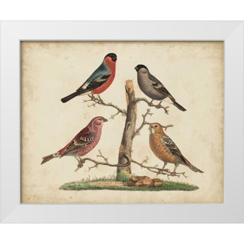 Bull Finches White Modern Wood Framed Art Print by Strack, Friedrich