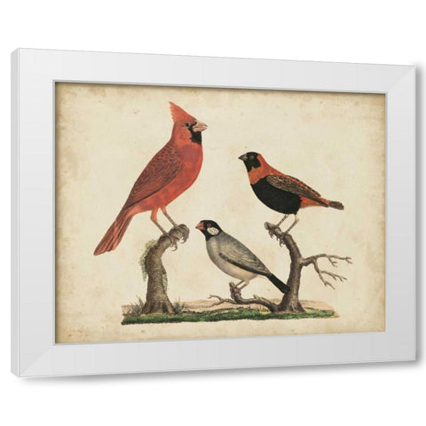 Cardinal and Grosbeak White Modern Wood Framed Art Print by Strack, Friedrich