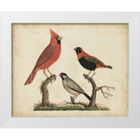 Cardinal and Grosbeak White Modern Wood Framed Art Print by Strack, Friedrich