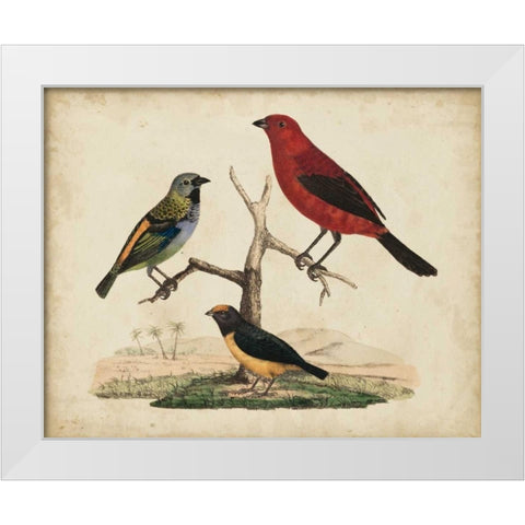 Red and Green Tanager White Modern Wood Framed Art Print by Strack, Friedrich