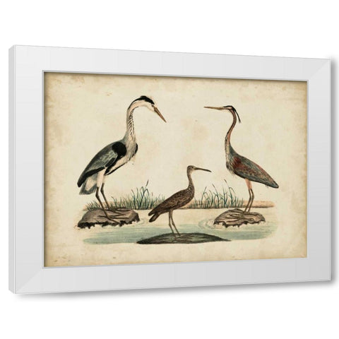 Common Heron and Crested Purple Heron White Modern Wood Framed Art Print by Strack, Friedrich