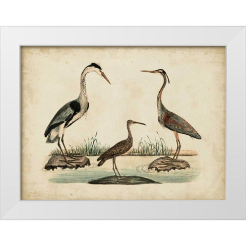 Common Heron and Crested Purple Heron White Modern Wood Framed Art Print by Strack, Friedrich