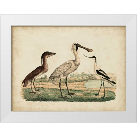 Avocet and Boat-Billed Heron White Modern Wood Framed Art Print by Strack, Friedrich