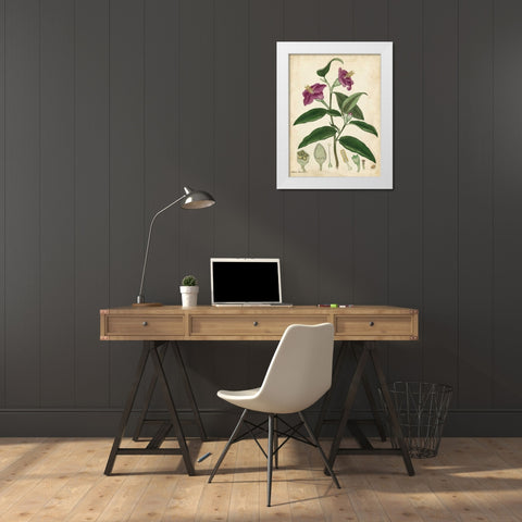 Antique Hibiscus White Modern Wood Framed Art Print by Andrews, Henry