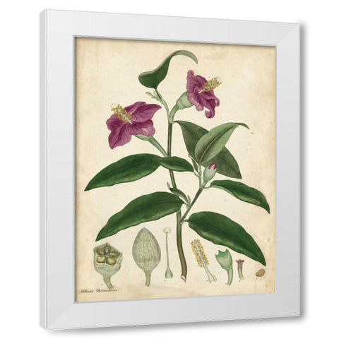 Antique Hibiscus White Modern Wood Framed Art Print by Andrews, Henry
