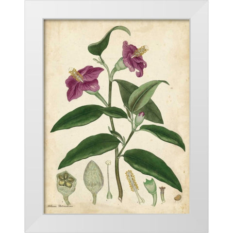 Antique Hibiscus White Modern Wood Framed Art Print by Andrews, Henry