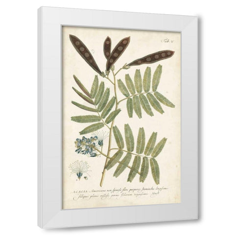 Miller Ferns I White Modern Wood Framed Art Print by Miller, Dianne