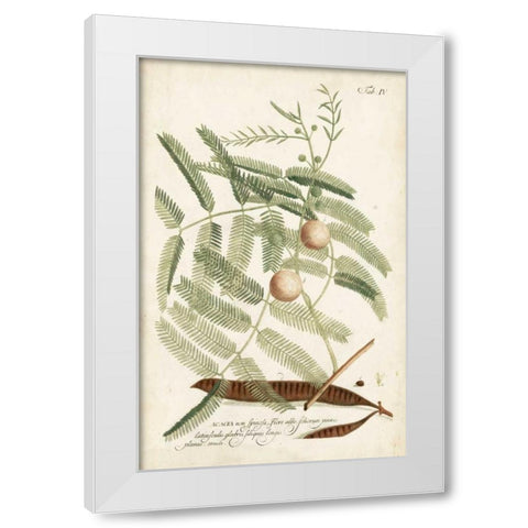 Miller Ferns II White Modern Wood Framed Art Print by Miller, Dianne