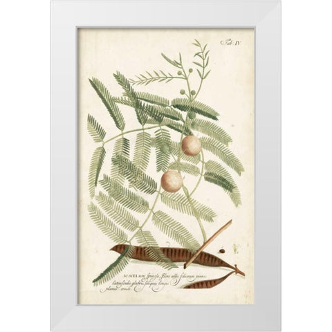Miller Ferns II White Modern Wood Framed Art Print by Miller, Dianne