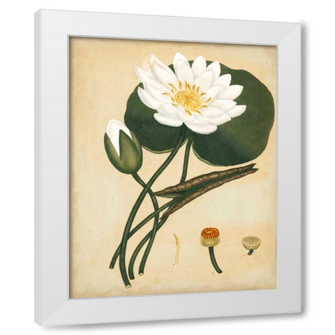 White Water Lily White Modern Wood Framed Art Print by Andrews, Henry