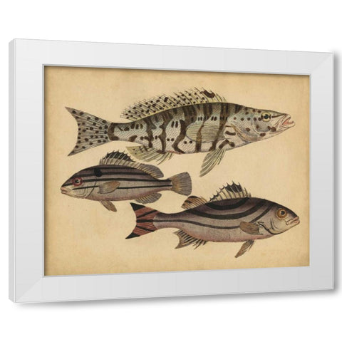 Species of Fish I White Modern Wood Framed Art Print by Strack, Friedrich