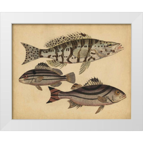 Species of Fish I White Modern Wood Framed Art Print by Strack, Friedrich