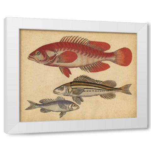 Species of Fish II White Modern Wood Framed Art Print by Strack, Friedrich