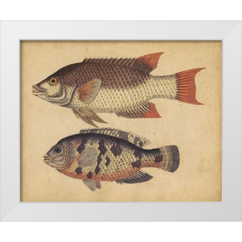 Species of Fish IV White Modern Wood Framed Art Print by Strack, Friedrich