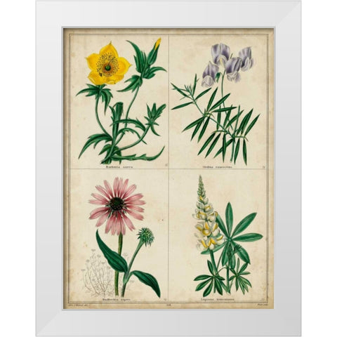 Botanical Grid IV White Modern Wood Framed Art Print by Maund, Benjamin